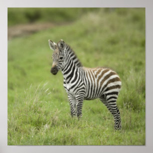 Poster Jeune zèbre dans la plaine de Serengeti