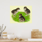 Poster Jeunes cailles de Bobwhite (Cuisine)