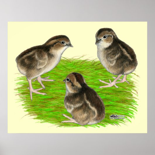 Poster Jeunes cailles de Bobwhite (Devant)