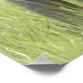 Poster Jeunes éléphants d'Inde / d'Asie (Coin)