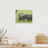 Poster Jeunes éléphants d'Inde / d'Asie (Cuisine)