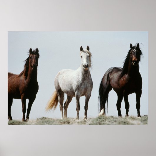 Poster Jeunes étalons sauvages (Devant)