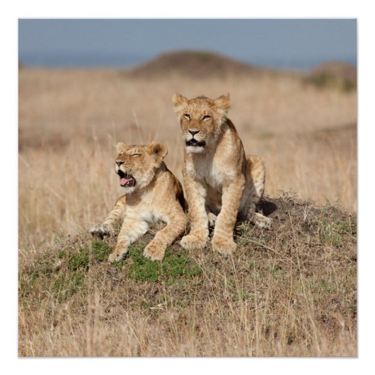 Poster Jeunes lions (Devant)