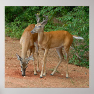Poster Jeunes mâles sauvages