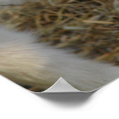 Poster Jeux Amigo (Coin)