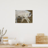 Poster Jeux Amigo (Cuisine)