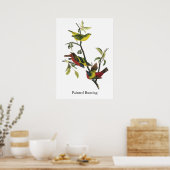 Poster John Audubon Painted Bunting Print (Cuisine)