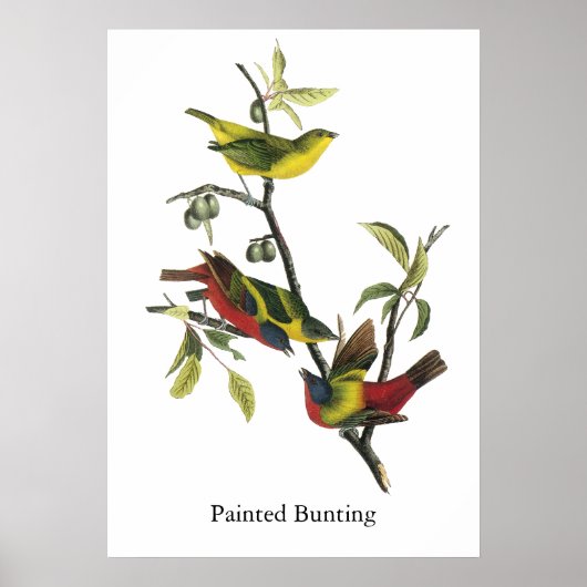 Poster John Audubon Painted Bunting Print (Devant)