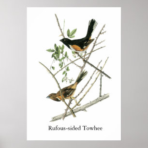 Poster John Audubon Rufous-a dégrossi Towhee