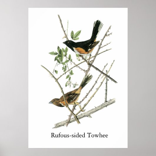 Poster John Audubon Towhee à demi-teintes (Devant)