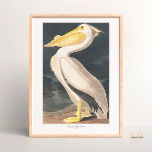 Poster John James Audubon American White Pelican Majesty