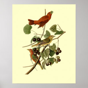 Poster John James Audubon ~ Oiseaux rouges d'été ~