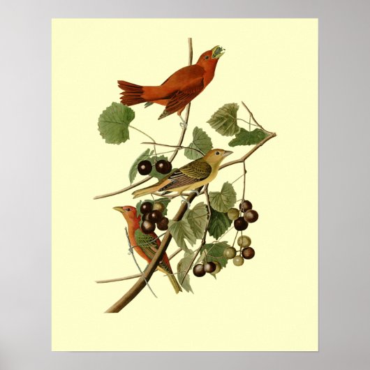 Poster John James Audubon ~ Oiseaux rouges d'été ~ (Devant)