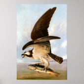 Poster John James Audubon Osprey et Weakfish (Devant)