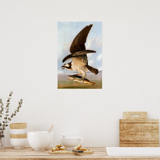 Poster John James Audubon Osprey et Weakfish (Cuisine)