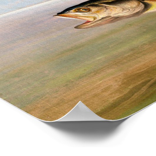 Poster John James Audubon Osprey et Weakfish (Coin)