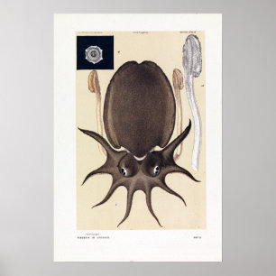 Poster John James Wild Large Melbourne Sepia