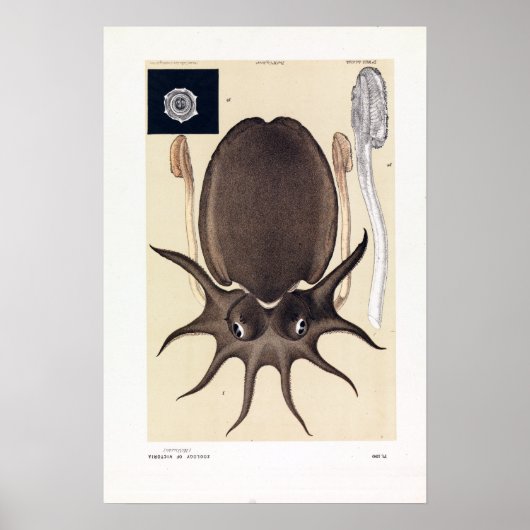 Poster John James Wild Large Melbourne Sepia (Devant)