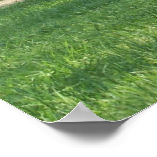 Poster John Oliver Black Bear Cabine (Coin)