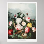 Poster John Thornton Roses du Temple de Flora (Devant)