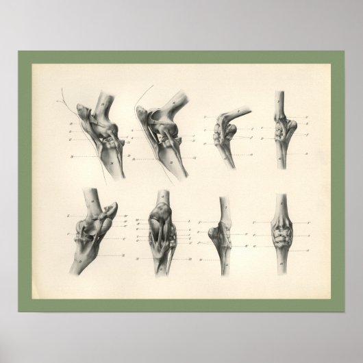 Poster Joints d'os de jambe de cheval Anatomie vétérinair (Devant)