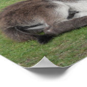 Poster Joli âne chocolat bébé poulain dormant (Coin)