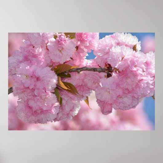 Poster Joli arbre à fleurs roses (Devant)