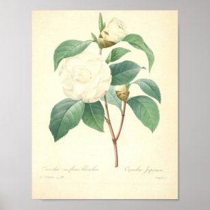 Poster Joli camélia par Redoute