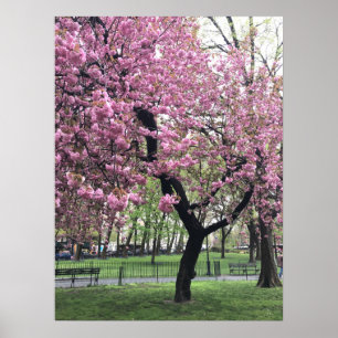 Poster Joli cerisier rose Fleur Arbre NYC New York City