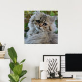 Poster Joli chaton persan (Bureau à domicile)