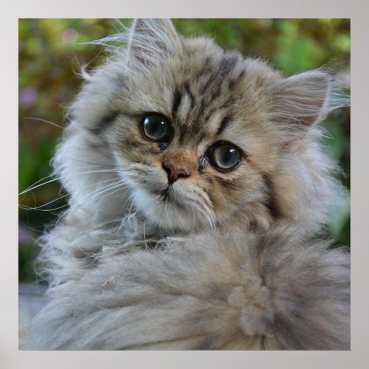 Poster Joli chaton persan (Devant)