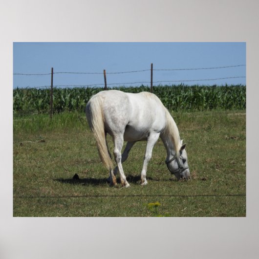 Poster Joli cheval blanc mangeant dans un champ à la ferm (Devant)