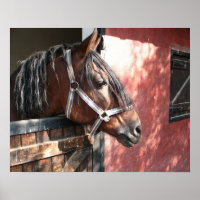 Joli Cheval de Baie dans un soleil stable
