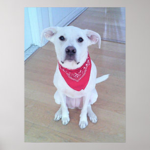 Poster Joli chien blanc portant une écharpe rouge avec de