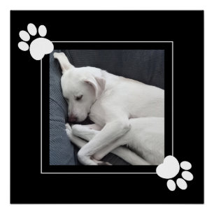 Poster Joli chien simple 1 photo Pattes noires et blanche