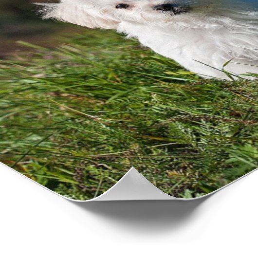 Poster Joli chiot blanc (Coin)