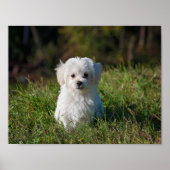 Poster Joli chiot blanc (Devant)
