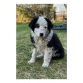 Poster Joli chiot errant (Devant)