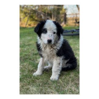 Poster Joli chiot errant