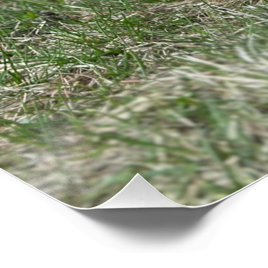 Poster Joli chiot errant (Coin)