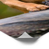 Poster Joli chiot hongrois Vizsla Chien Chien Photo _. (Coin)