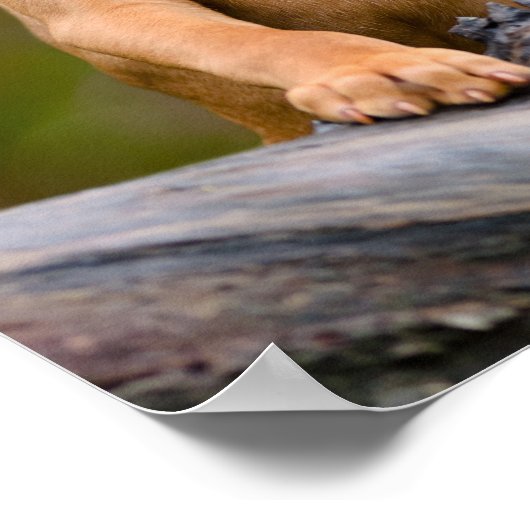 Poster Joli chiot hongrois Vizsla Chien Chien Photo _. (Coin)