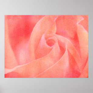 Poster Joli Coral rose rose Rose Floral Art Photographie
