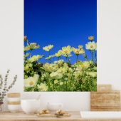 Poster Joli Cosmos Jaune Clair Sky Flower Field (Cuisine)