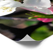 Poster Joli Crabappé Fleur de printemps fleurit gros (Coin)
