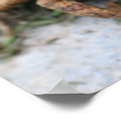 Poster Joli crapaud visage gros (Coin)