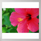 Poster Joli en rose (Devant)