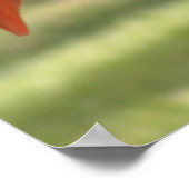 Poster Joli en rose (Coin)