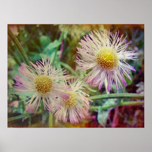 Poster Joli et rose (Devant)