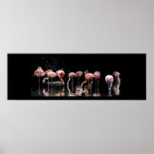 Poster Joli Flamant rose (Devant)